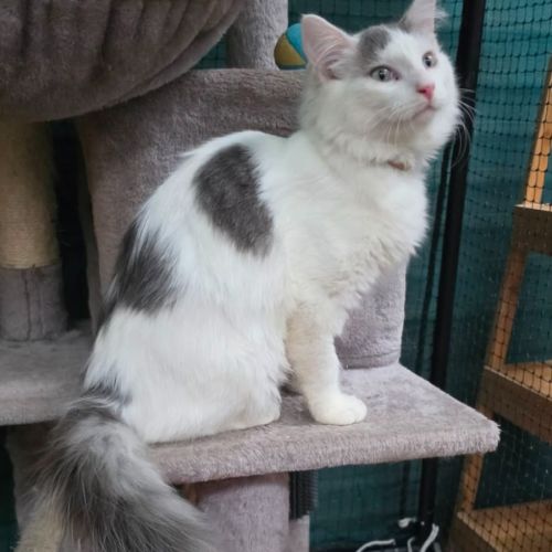 Olcay**2nd Chance Cat Rescue**