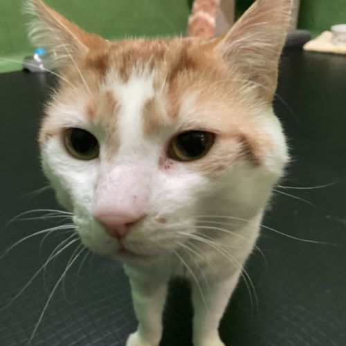 Marmalade (bonded to Steam Bun)
