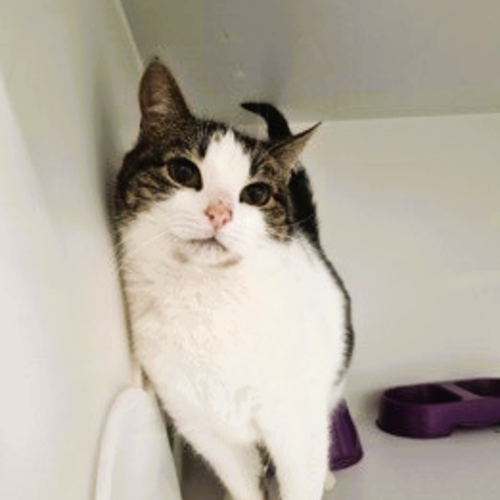 Churu