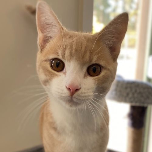Merlin