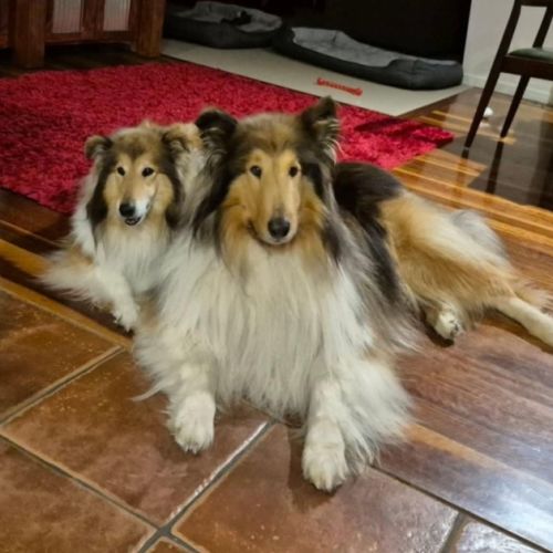 Buddy & Lilly