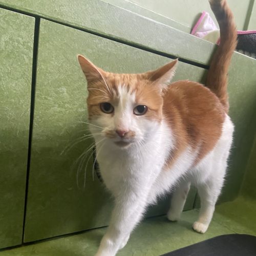 Primrose (bonded To Felix)