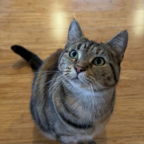 Penny