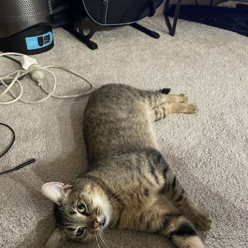 Nugget