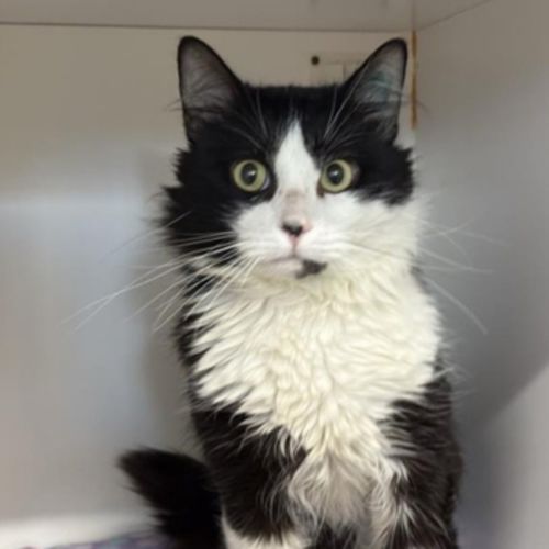 Figaro