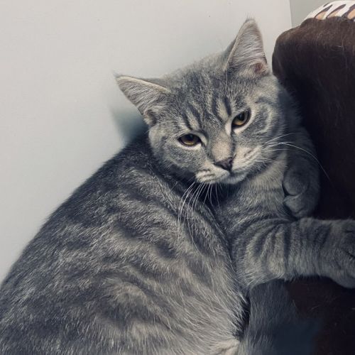 Gus