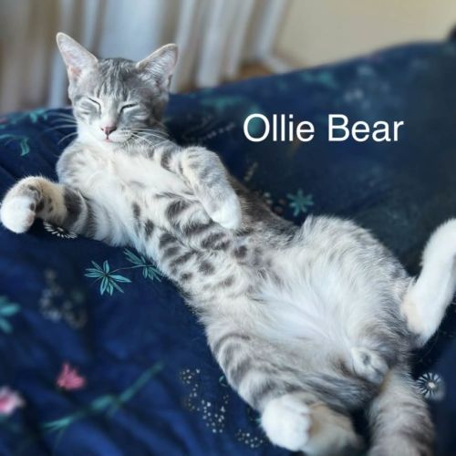 Ollie Bear