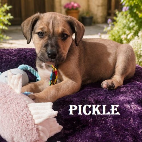Pickles