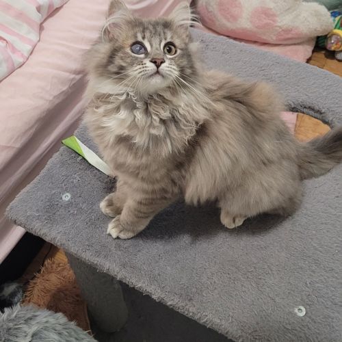 Rosie