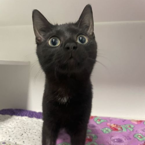 Toothless