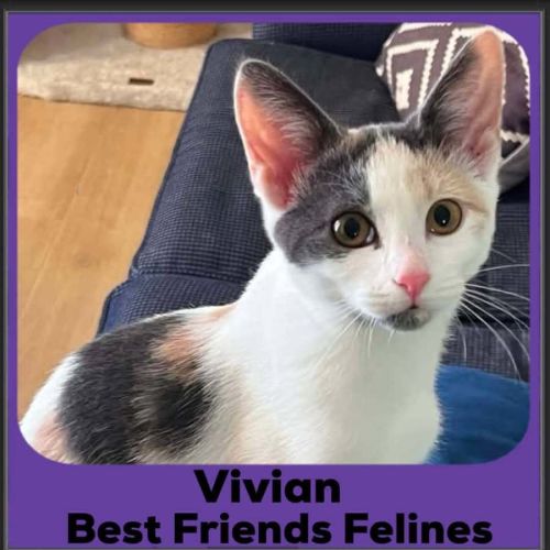 Vivian 