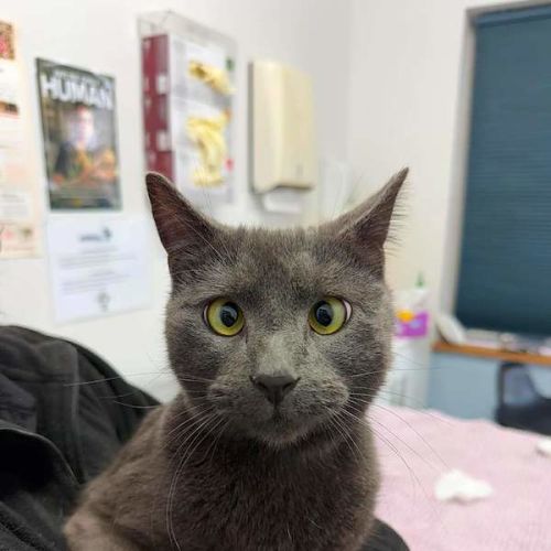 Milo