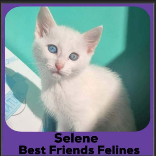 Selene
