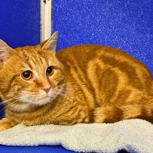 Garfield