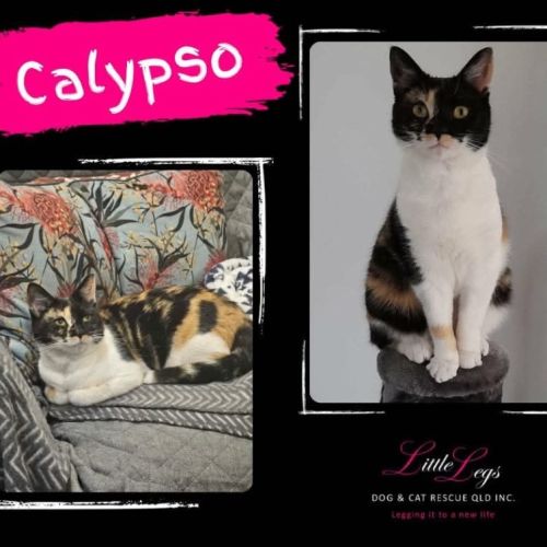 Calypso 