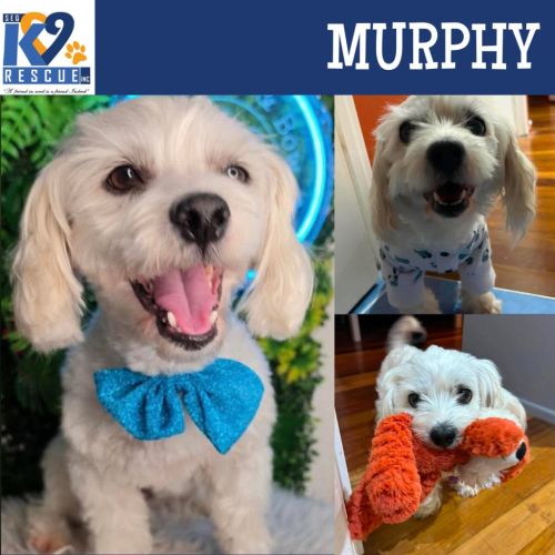 Murphy