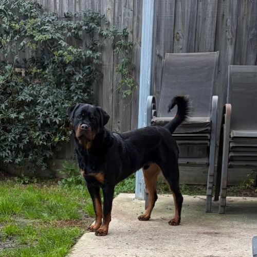 Duke