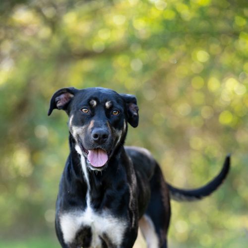 Stevie