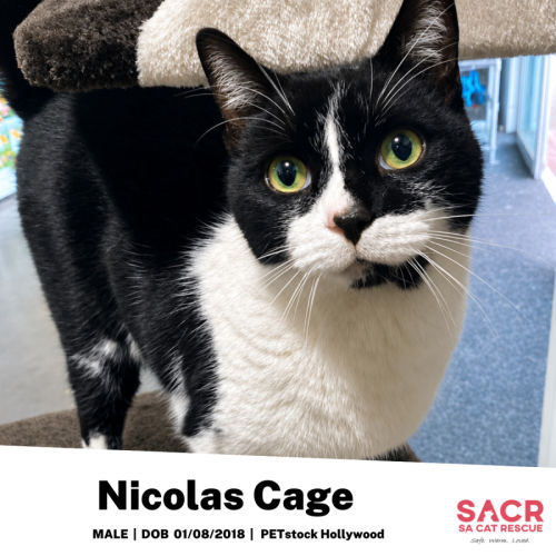 Nicolas Cage