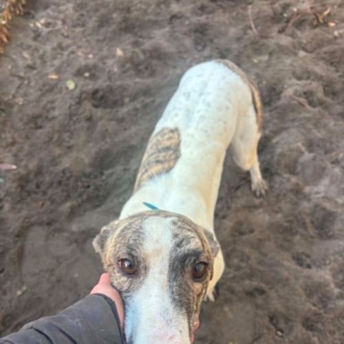 Karma - greyhound boy