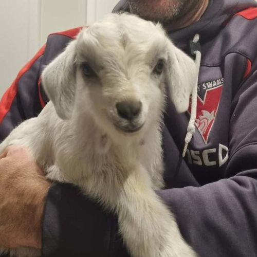  Marley the goat
