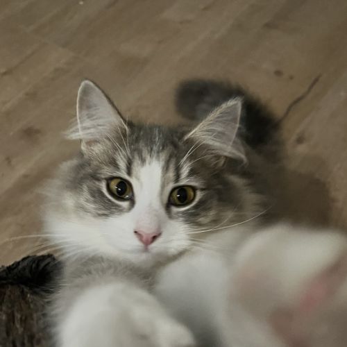 Pebbles