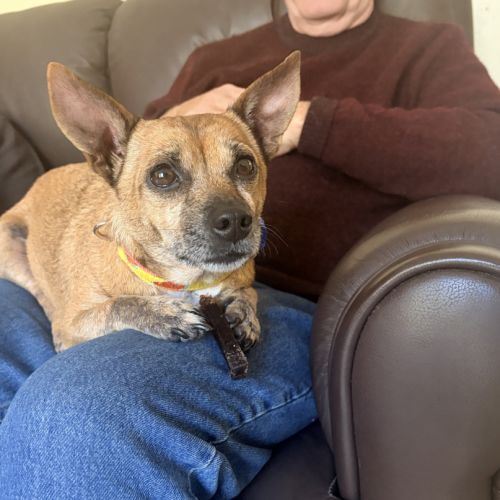 Nala 💝5yo Jack Russell x (On Trial 3/10/26)