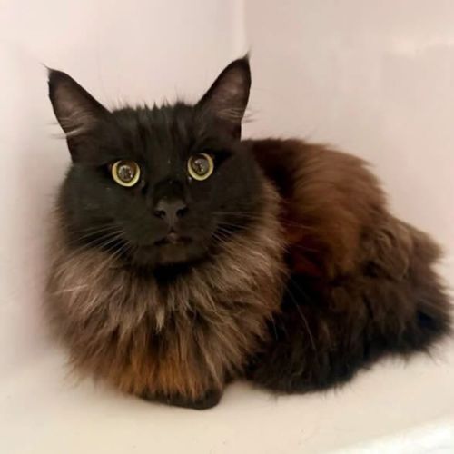 Odin