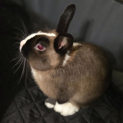Oliver