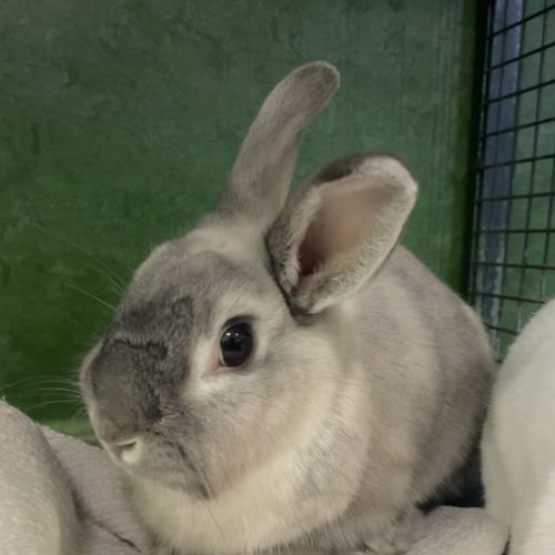 Bonnie (bonded To Cloudy)