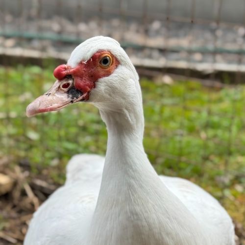 Duckleberry Finn