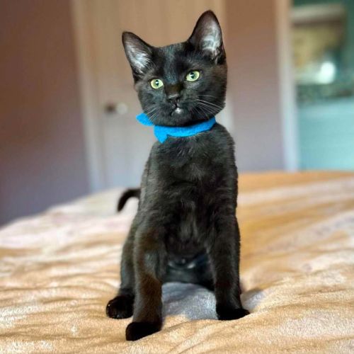 Buttercup - In foster care in Templestowe