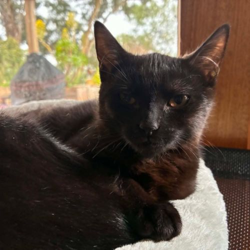 Onyx - In foster care in Eltham