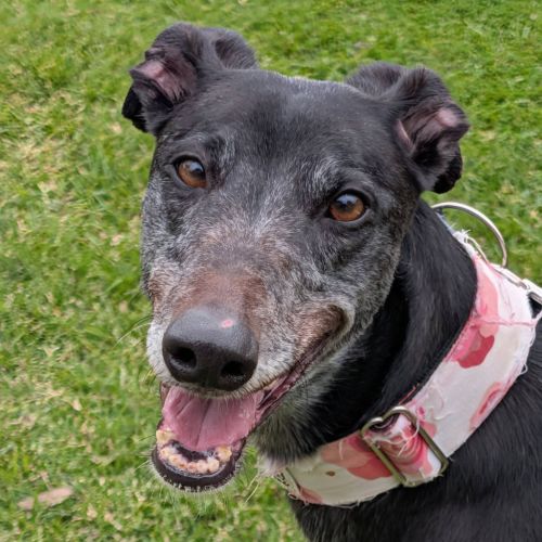 Judy The Greyhound