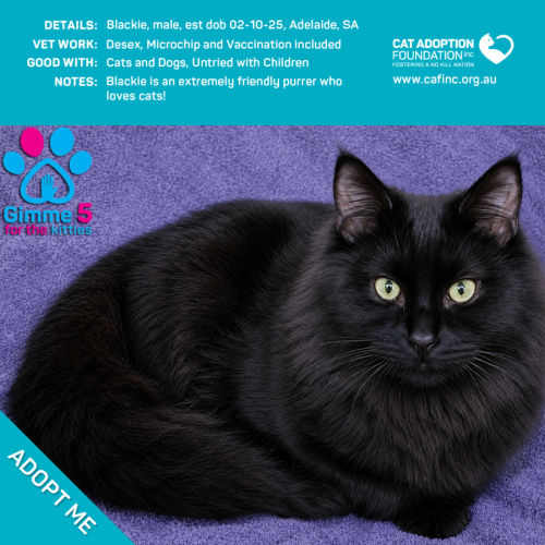 Blackie