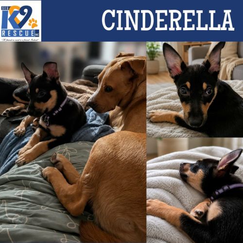 Cinderella