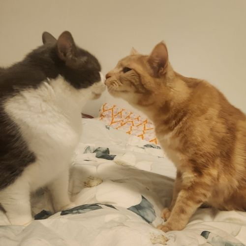 Theo & Ronnie