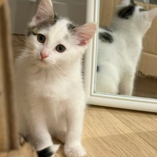 Mochi