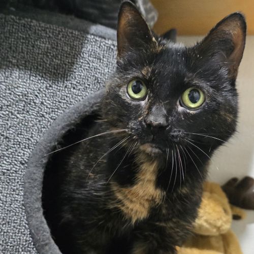 Kimba