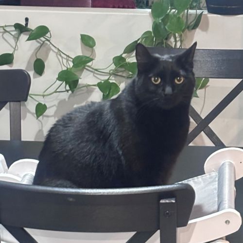 Sooty
