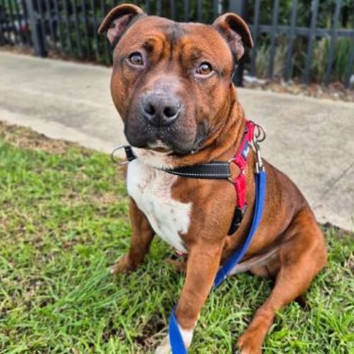 Tyson