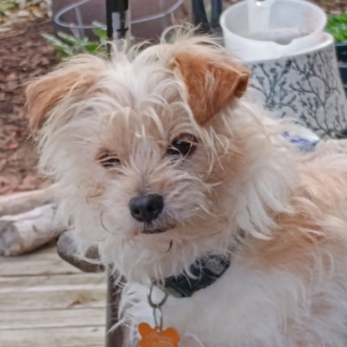Odie