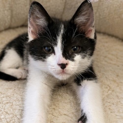 Oreo