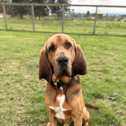 Chico