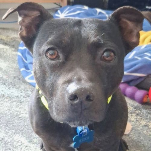 Zeke *$350 Adoption Fee*