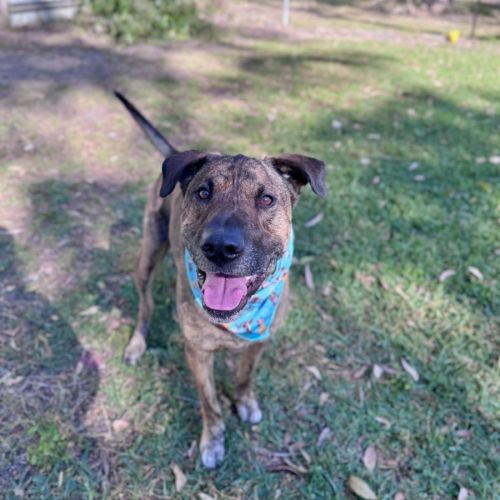 Toro *$250 Adoption Fee*