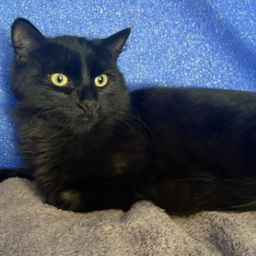 Susu