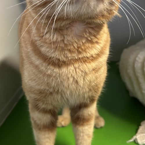 Peanut Houdini