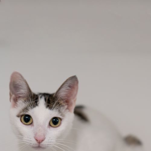 Kora