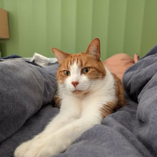 Billie - In foster care in Preston